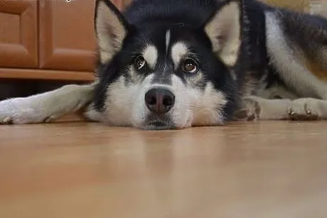 Oskar, husky szuka domu,  dolnośląskie Wrocław
