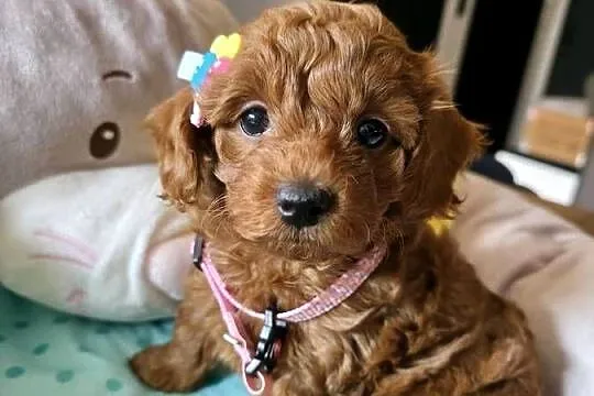 Maltipoo ( suczka)