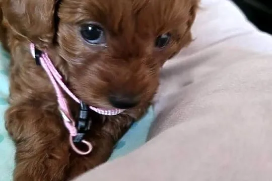 Maltipoo ( suczka), Mazowieckie, Wyszków