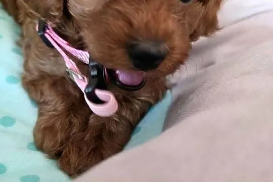 Maltipoo ( suczka), Mazowieckie, Wyszków