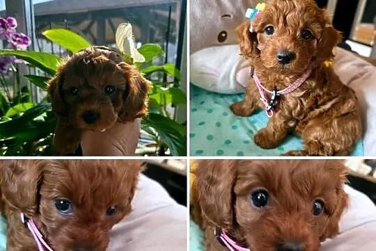Maltipoo ( suczka), Mazowieckie, Wyszków