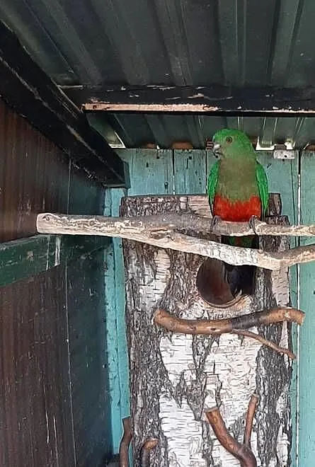Papuga królewska (Szkarłatka) samica 22r, Małopolskie, Skała