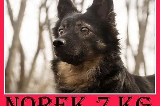 7kg,mały,wesoły,towarzyski piesek NOREK.Adopcja,  dolnośląskie Wrocław
