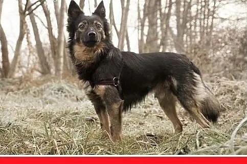 7kg,mały,wesoły,towarzyski piesek NOREK.Adopcja,  