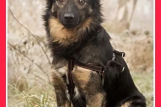 7kg,mały,wesoły,towarzyski piesek NOREK.Adopcja,  