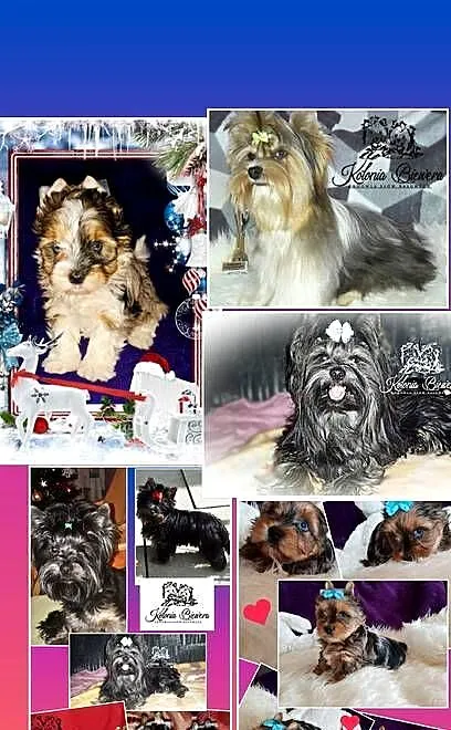 Yorkshire Terrier Blue Merle, Biewer, ciemne umas.PASZPOT!!, Łódzkie, Sędziejowice-Kolonia
