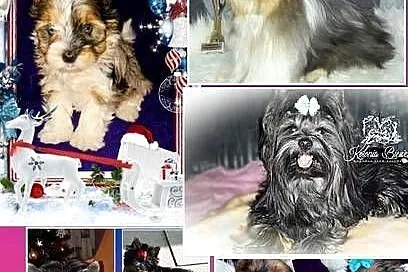 Yorkshire Terrier Blue Merle, Biewer, ciemne umas.PASZPOT!!, Łódzkie, Sędziejowice-Kolonia