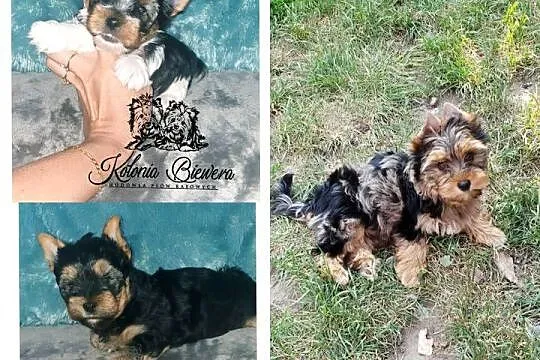Yorkshire Terrier Blue Merle, Biewer, ciemne umas.PASZPOT!!, Łódzkie, Sędziejowice-Kolonia