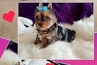Yorkshire Terrier Blue Merle, Biewer, ciemne umas.PASZPOT!!, Łódzkie, Sędziejowice-Kolonia