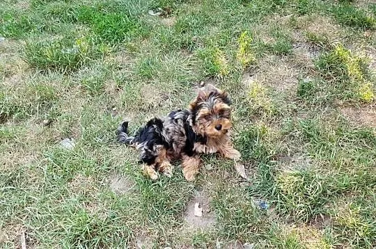 Yorkshire Terrier Blue Merle, Biewer, ciemne umas.PASZPOT!!, Łódzkie, Sędziejowice-Kolonia