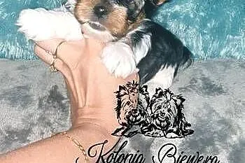Yorkshire Terrier Blue Merle, Biewer, ciemne umas.PASZPOT!!, Łódzkie, Sędziejowice-Kolonia
