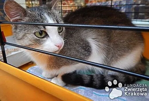 Betty przemiła koteczka, małopolskie Kraków