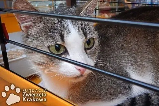 Betty przemiła koteczka,  małopolskie Kraków