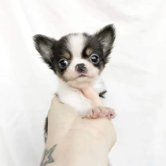 Przepiękne szczenięta chihuahua gotowe do sprzedaży w nowych domach