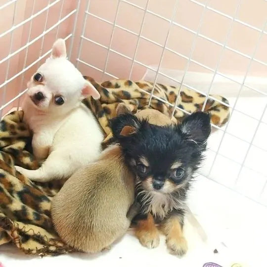 Przepiękne szczenięta chihuahua gotowe do sprzedaży w nowych domach, , Grudziądz