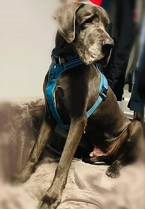 Karmel dog, Pomorskie, Kościerzyna