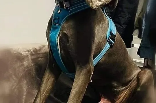 Karmel dog