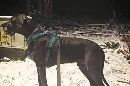 Karmel dog, Pomorskie, Kościerzyna