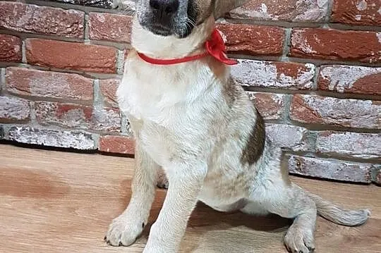 Sylwunia, 5 miesięczna sunia SZCZENIAK adopcja