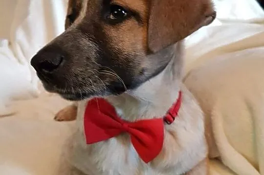 Sylwunia, 5 miesięczna sunia SZCZENIAK adopcja, Mazowieckie, Warszawa