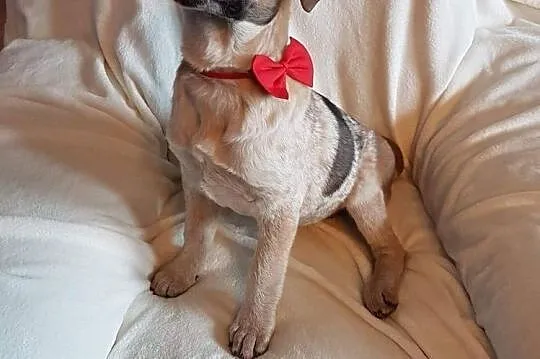 Sylwunia, 5 miesięczna sunia SZCZENIAK adopcja, Mazowieckie, Warszawa