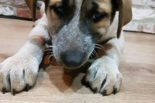 Sylwunia, 5 miesięczna sunia SZCZENIAK adopcja, Mazowieckie, Warszawa