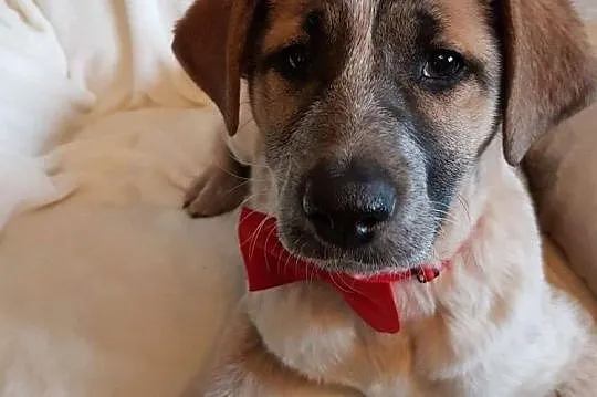 Sylwunia, 5 miesięczna sunia SZCZENIAK adopcja, Mazowieckie, Warszawa