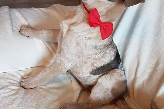 Sylwunia, 5 miesięczna sunia SZCZENIAK adopcja, Mazowieckie, Warszawa