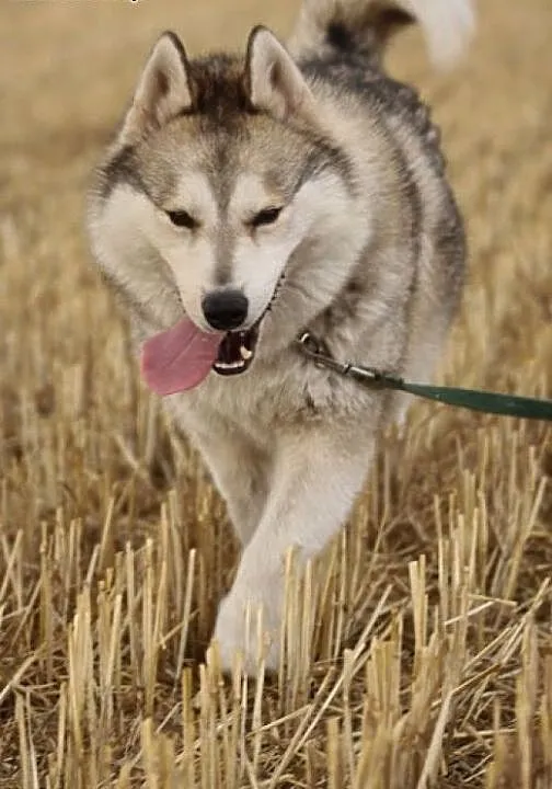 Belfer - wspaniały mix husky szuka domu, śląskie