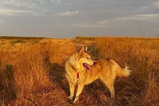 Belfer - wspaniały mix husky szuka domu,  śląskie 