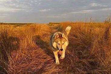 Belfer - wspaniały mix husky szuka domu,  śląskie 