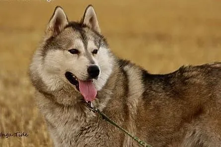 Belfer - wspaniały mix husky szuka domu,  śląskie 