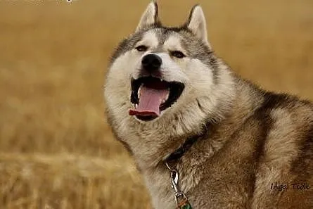 Belfer - wspaniały mix husky szuka domu,  śląskie 