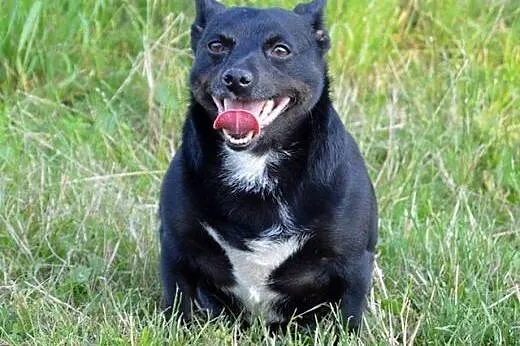 Młoda, malutka Ginger - pocieszna i grzeczna do adopcji,  Kundelki cała Polska