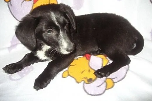 Tina-malenka 4 miesieczna,bardzo grzeczna,adopcja!!,  świętokrzyskie Kielce