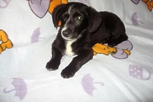 Tina-malenka 4 miesieczna,bardzo grzeczna,adopcja!