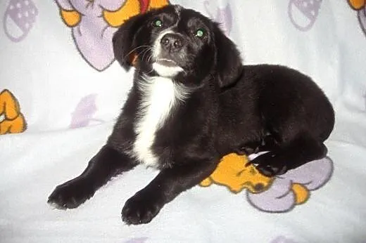 Tina-malenka 4 miesieczna,bardzo grzeczna,adopcja!