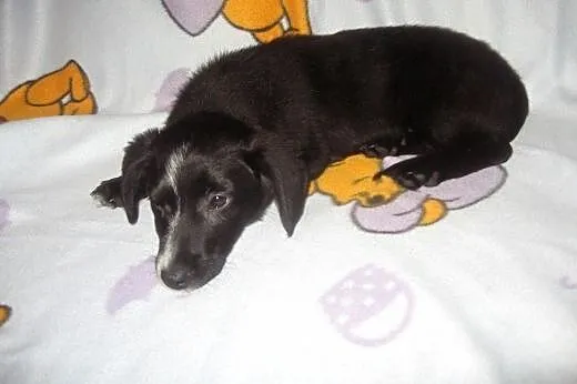 Tina-malenka 4 miesieczna,bardzo grzeczna,adopcja!
