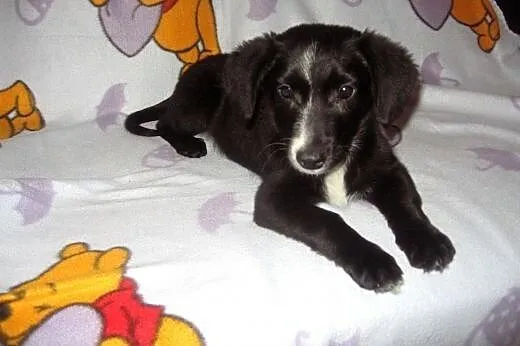 Tina-malenka 4 miesieczna,bardzo grzeczna,adopcja!