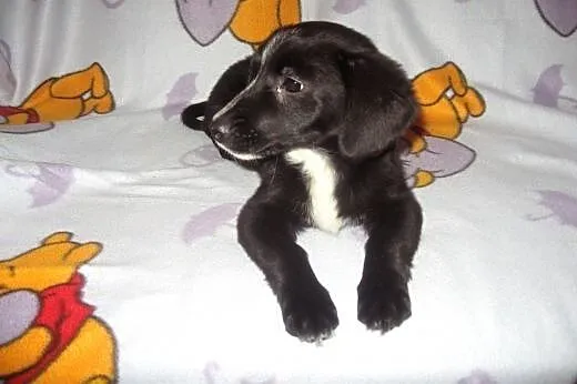 Tina-malenka 4 miesieczna,bardzo grzeczna,adopcja!