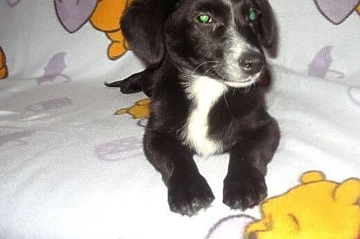 Tina-malenka 4 miesieczna,bardzo grzeczna,adopcja!