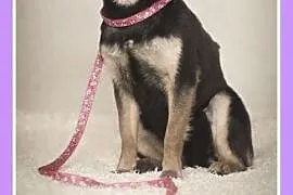 6 kg, 2 lata, w typie chihuahua,łagodna, spokojna suczka TAJGA.Adopcja, dolnośląskie Wrocław