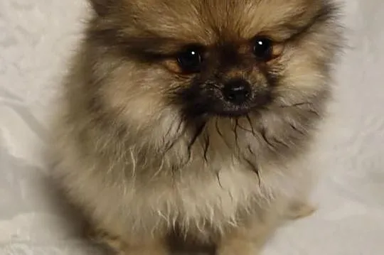 Suczka Pomeranian Import Rosja