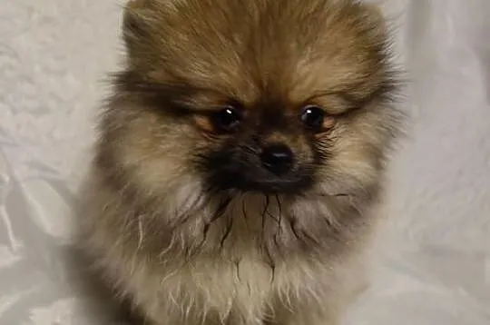 Suczka Pomeranian Import Rosja