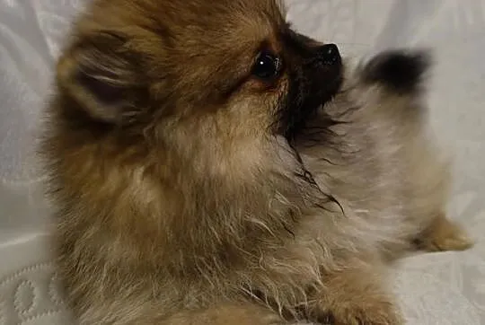 Suczka Pomeranian Import Rosja