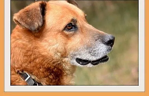 FIODOR, 40kg,duży,spokojny,zrównoważony pies do ad