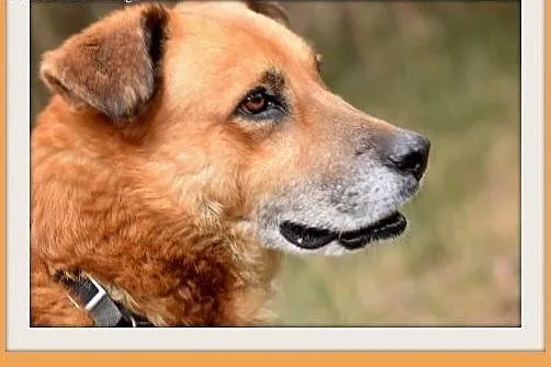 FIODOR, 40kg,duży,spokojny,zrównoważony pies do ad