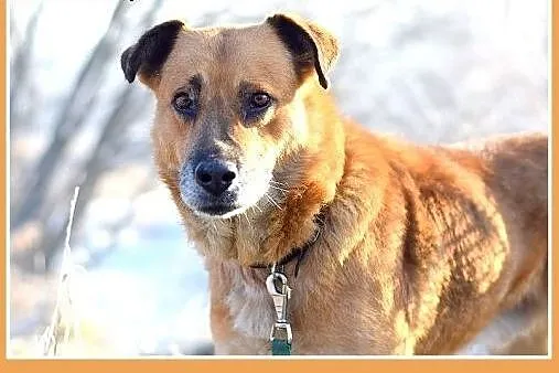 FIODOR, 40kg,duży,spokojny,zrównoważony pies do ad
