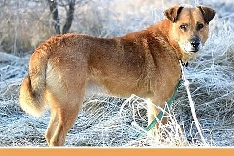 FIODOR, 40kg,duży,spokojny,zrównoważony pies do ad