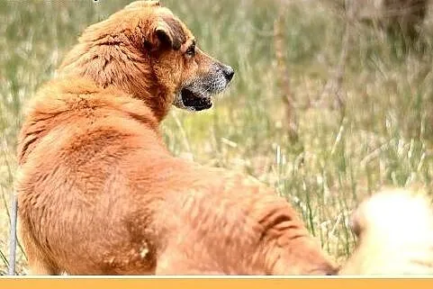 FIODOR, 40kg,duży,spokojny,zrównoważony pies do ad